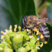 Bij - Bee