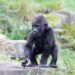 Kiango