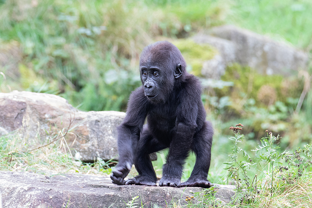 Kiango