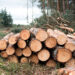 Bomenkap op de Lemelerberg - Tree felling on the Lemelerberg