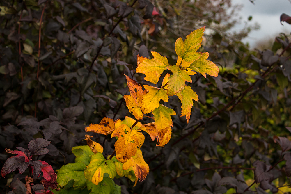 Herfstkleuren - Fall colors