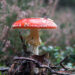 Vliegenzwam - Fly agaric