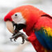 Geelvleugelara - Scarlet macaw (Orchideëen Hoeve 7-2021)