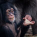 Chimpansee - Chimpanzee (Beekse Bergen 2020)