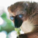 Blauwoogmaki - Blue-eyed black lemur