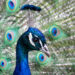 Pauw - Peacock