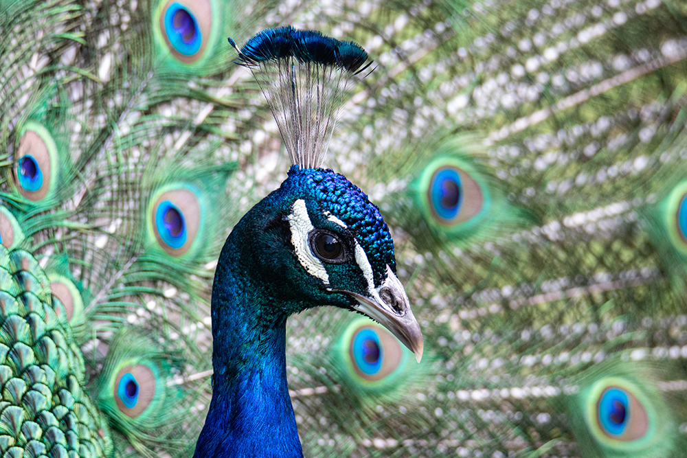 Pauw - Peacock