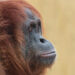 Orangoetan - Orangutan