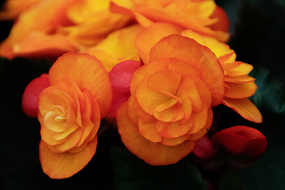 Begonia 2018
