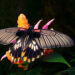 Papilio memnon 2016 - Great Mormon 2016