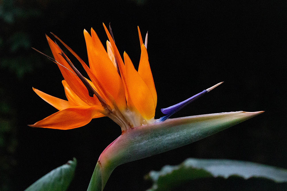 Paradijsvogelbloem 2016 - Bird of paradise 2016