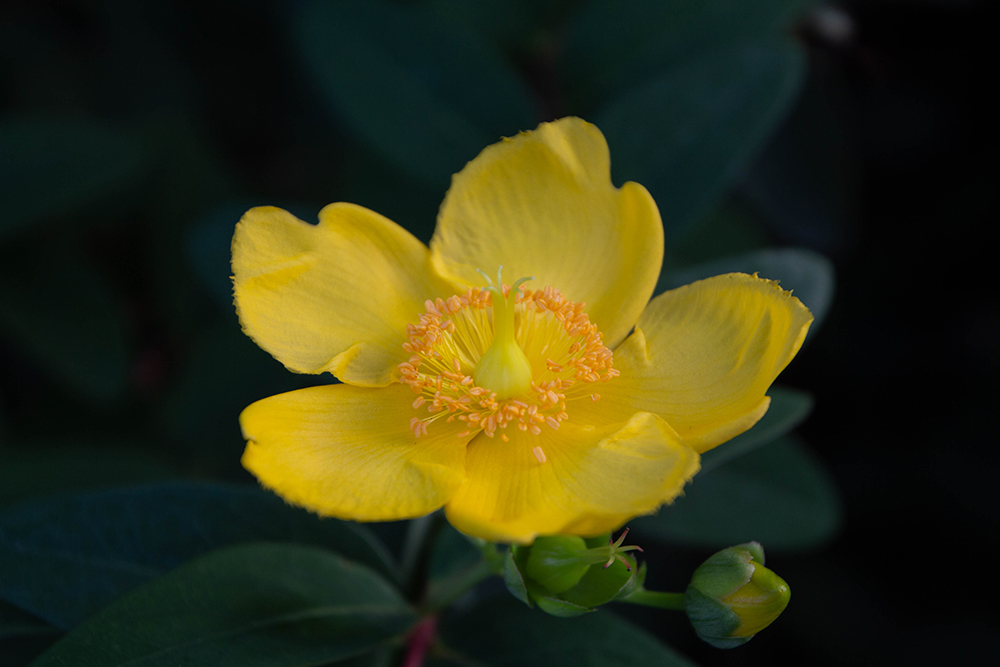 Hertshooi 2016 - St. John's Wort 2016