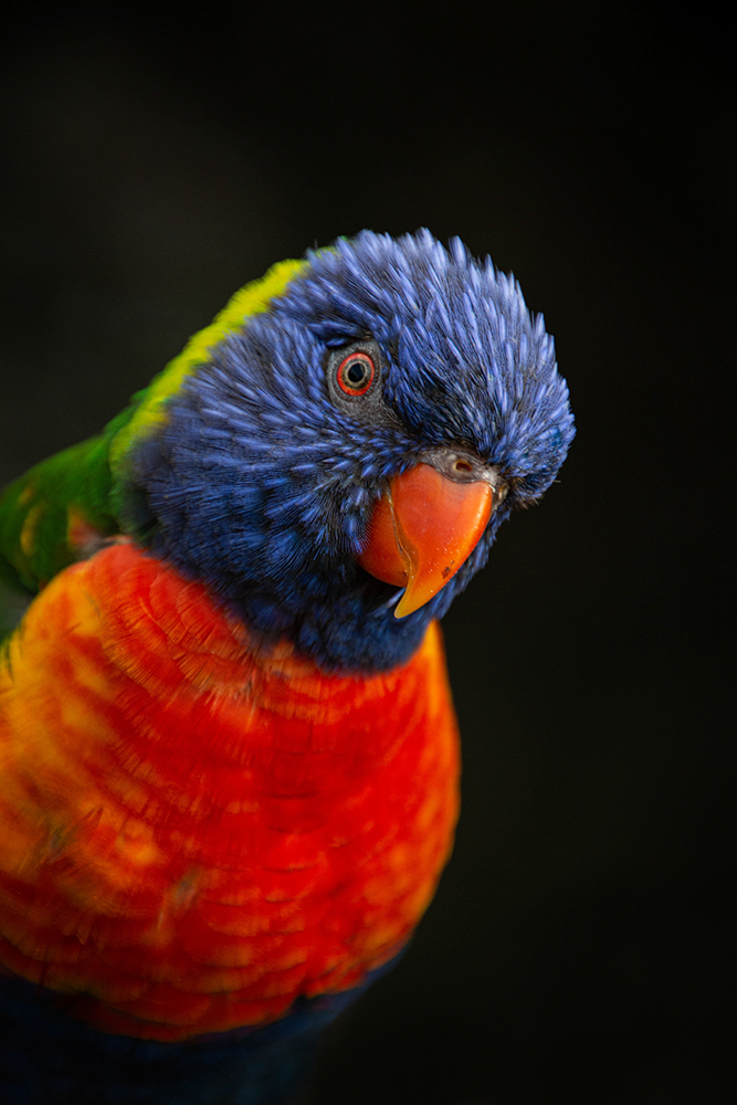 Regenbooglori 2016 - Rainbow Lorikeet 2016