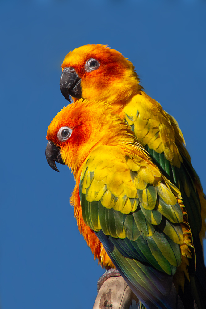 Zonparkiet - Sun conure (Artis 3-2017)
