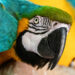 Blauw-gele ara - Blue-and-yellow macaw (5-2023 GaiaZoo)
