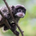 Keizertamarin baby - Emperor Tamarin baby
