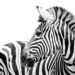Chapman zebra ( Naturzoo Rheine 9-2020)
