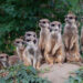 Stokstaartjes - Meerkats