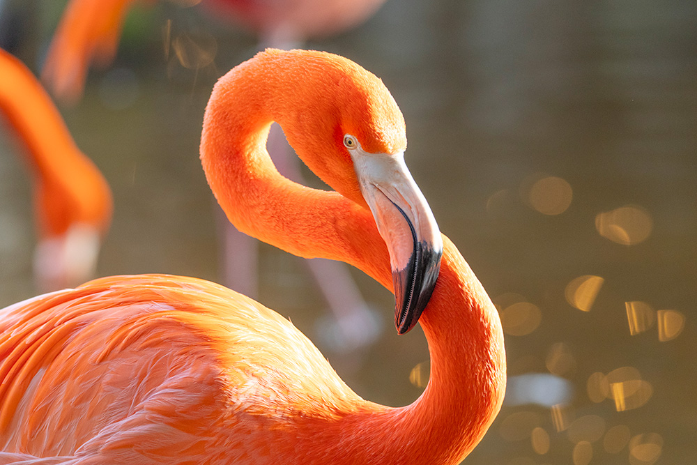 Flamingo