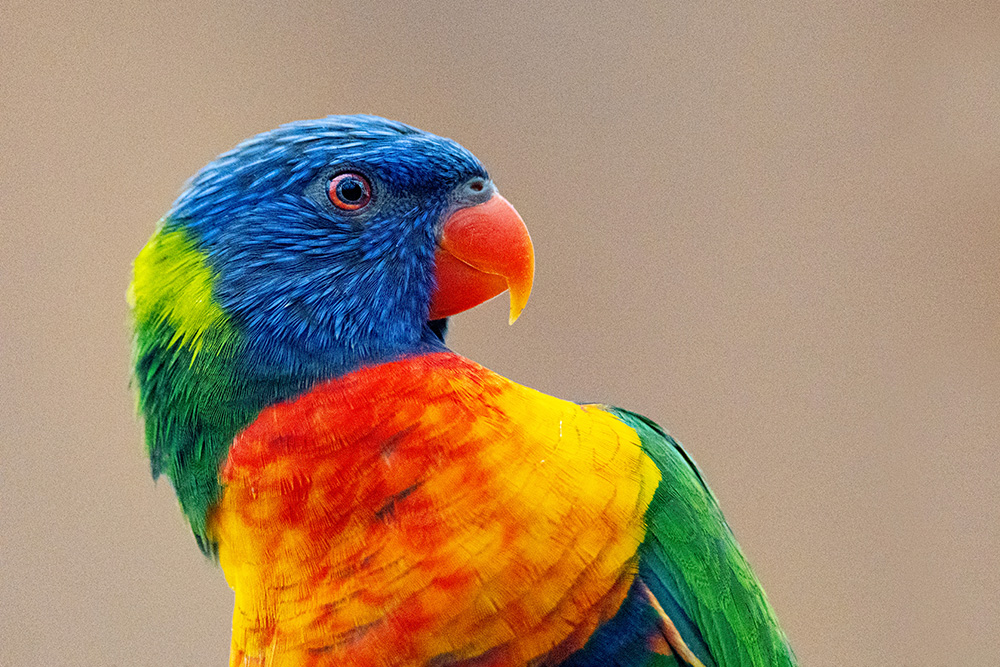 Regenbooglori – Rainbow Lorikeet