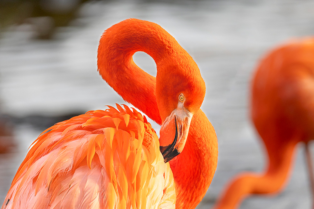 Flamingo