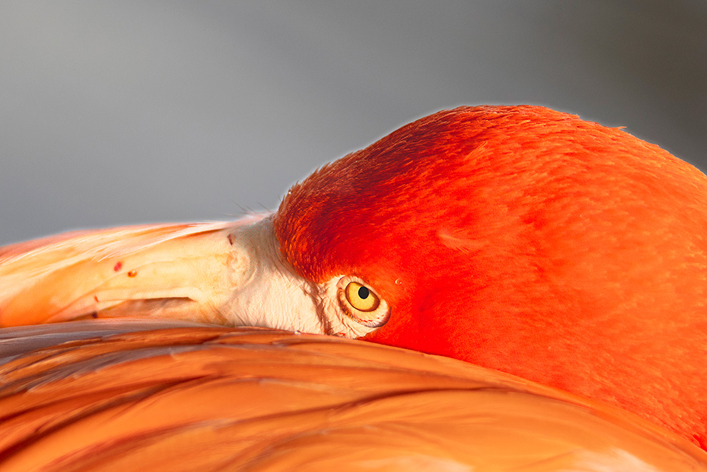 Flamingo
