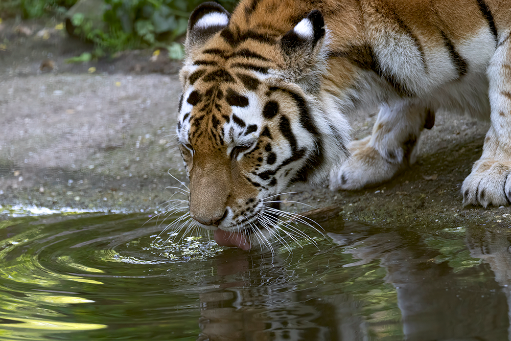 Amoertijger
