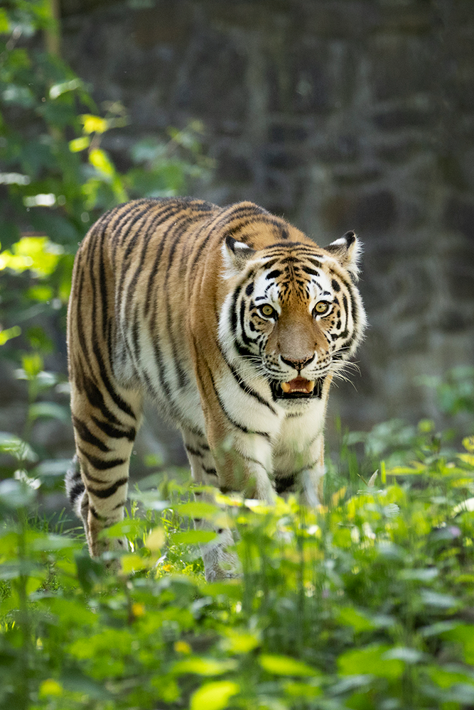 Amoertijger