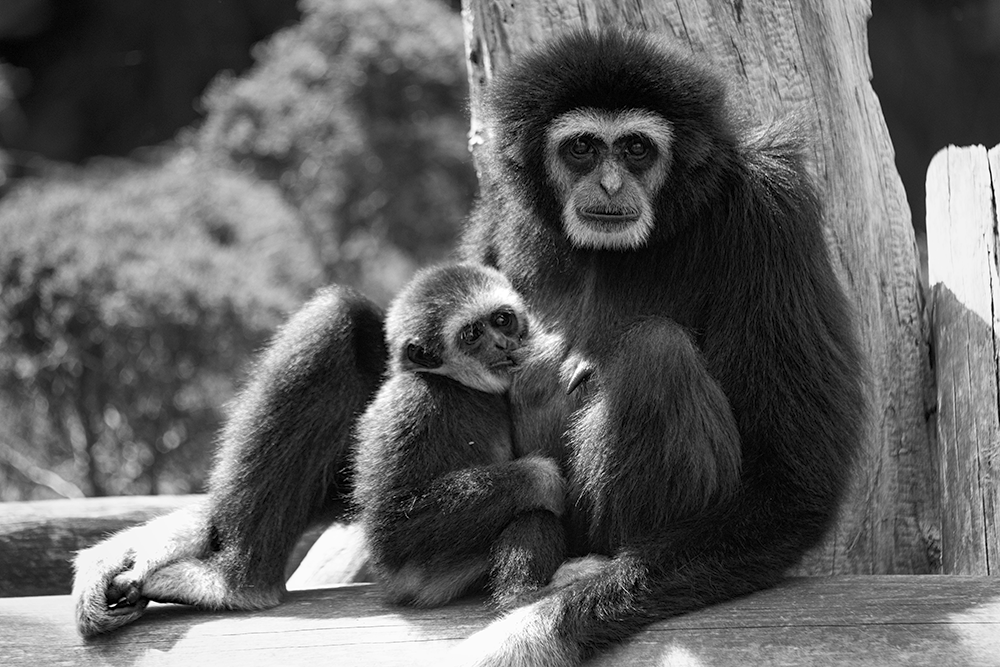 Withandgibbon