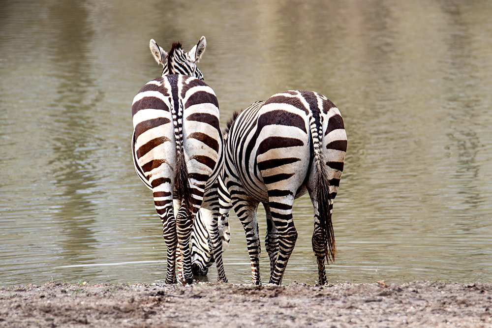 Twee Grantzebra's (Burgers Zoo 2020)