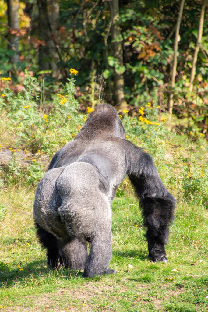 Zilverrug gorilla Jambo (Apenheul 2017)