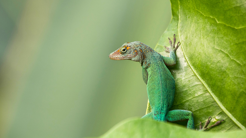 Anolis (Burgers Zoo 2022)