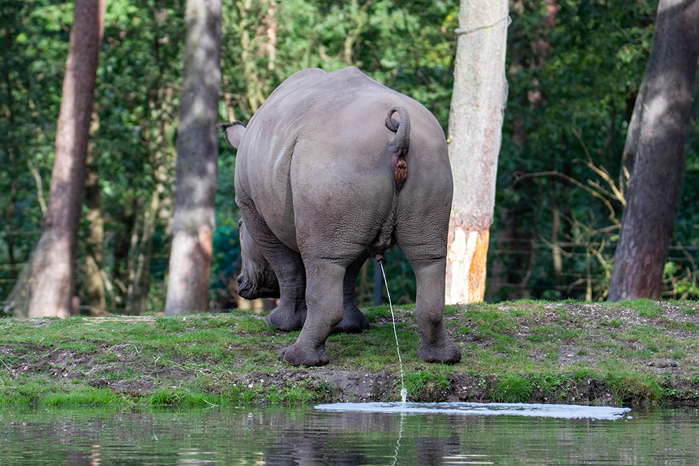 Witte neushoorn (Burgers Zoo 2023)