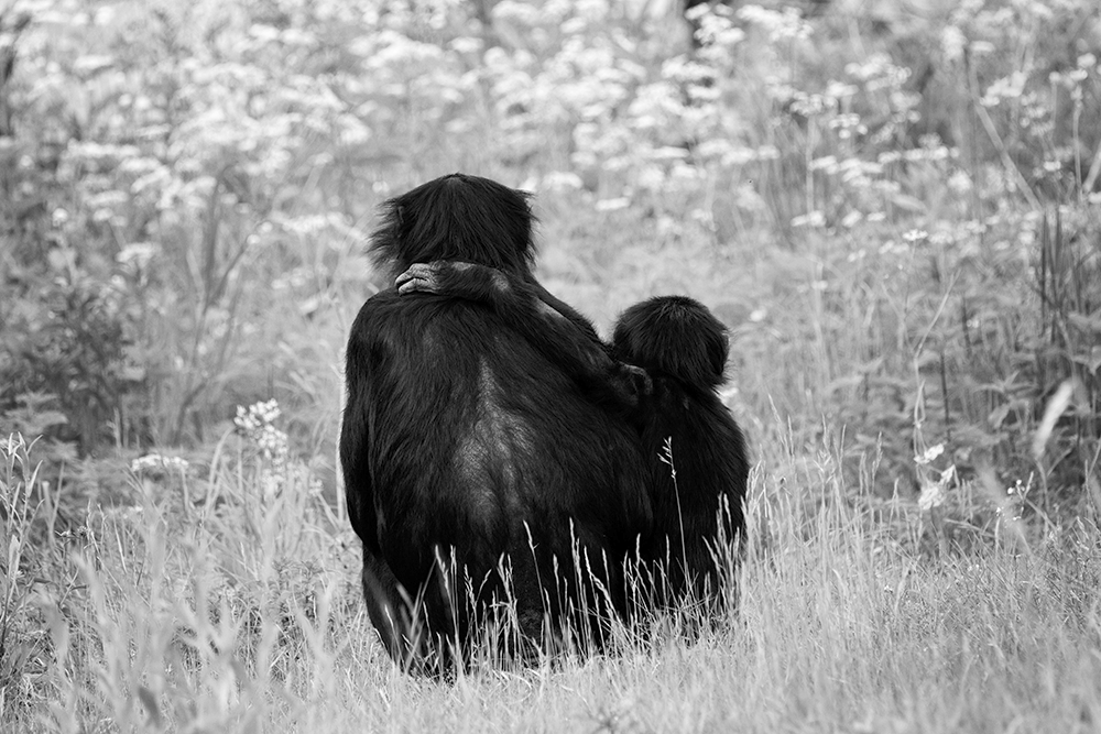 Bonobo's (Ouwehands Dierenpark)
