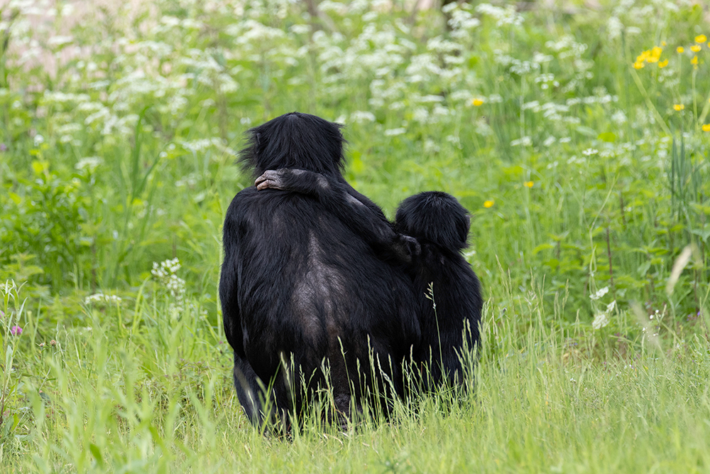 wee bonobo's (Ouwehands Dierenpark 2026)