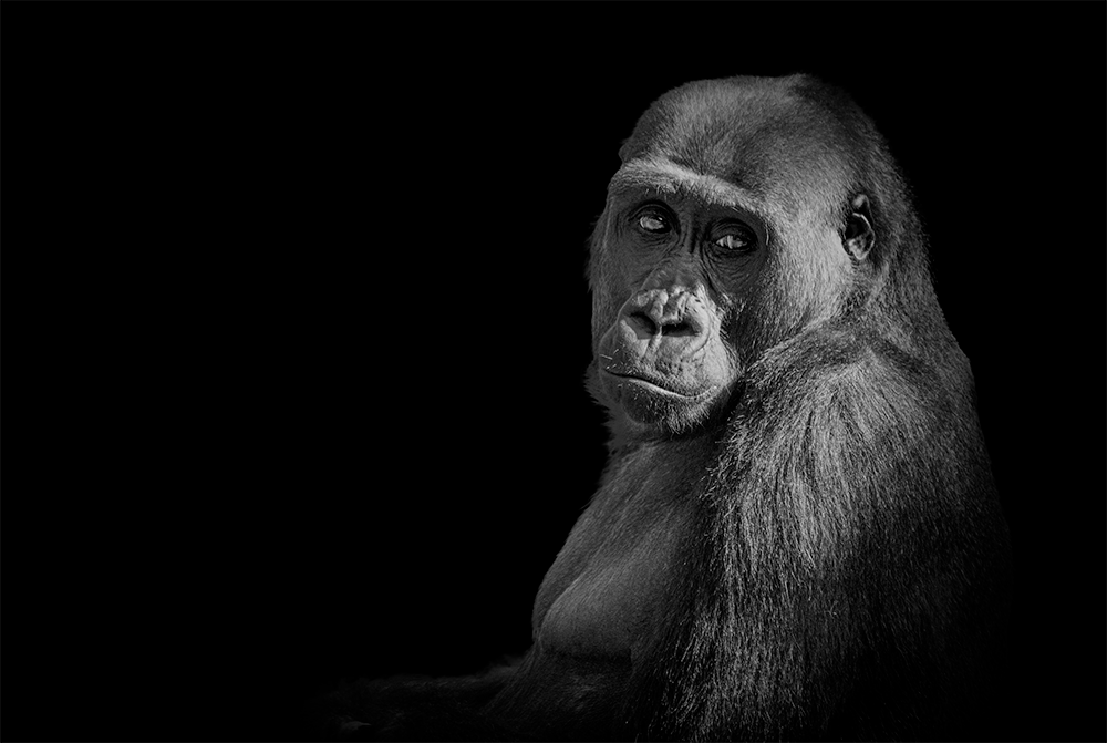 Gorilla (Laagland)