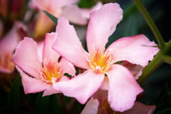 Bloemen