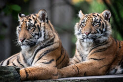 Dieren